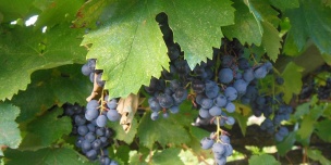 ������ � ���� (4 ����)